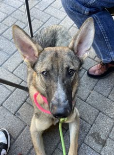 Sol, a black, tan and white, shepherd & malinois mix