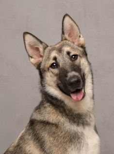 Stevie, a black/tan sable shepherd