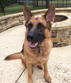 Black and tan shepherd