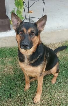 Jojo, a black and tan shepherd mix