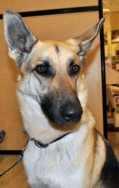 Harley, a black and tan shepherd