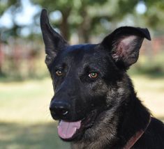 Jesse James, a black and tan german shepherd