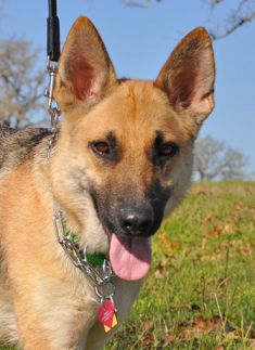 Mandy, a tan and black german shepherd