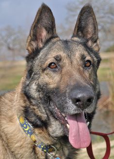 Quincy, a black and tan german shepherd