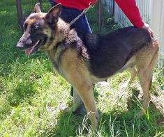 Sonoma, a black and tan german shepherd