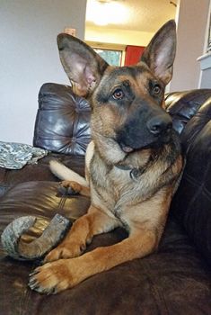 Suzie, a black and tan german shepherd