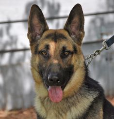 Toby, a black and tan german shepherd