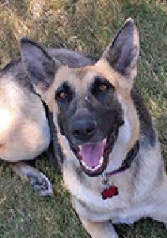 Velma, a black and cream german shepherd, smiling at the camera