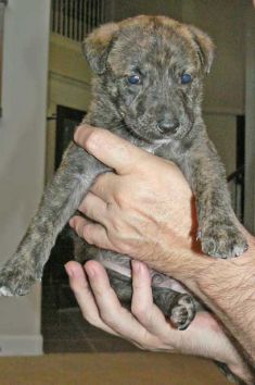 Vick, a brindle shepherd mix puppy