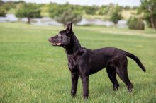 Amy, a cute black german shepherd