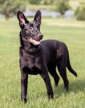 Amy, a cute black german shepherd