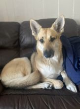 Angie, a blonde, brown and black german shepherd
