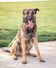 Ash, a black and tan german shepherd