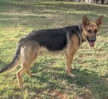 Brodie, a black and tan young german shepherd