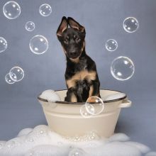 Cairo in the bubbles