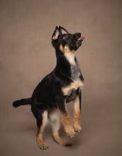 Cairo, a black and tan german shepherd puppy