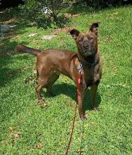 Cesar, a brown and black Belgian Malinois mix