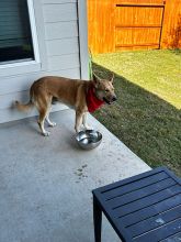 Tan German Shepherd in a red bandana standing on porch