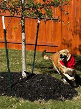 Tan German Shepherd in a red bandana running around a tree