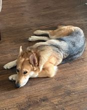 Chloe a tan, white and black german shepherd