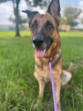 Tan and Black German Shepherd sitting on grass