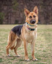 Foxy, a tan and black german shepherd