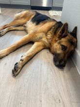 Tan and Black German Shepherd laying down on wood flor