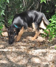 Lena, a black and tan german shepherd puppy