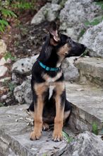 Lena, a black and tan german shepherd puppy