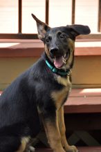 Lena, a black and tan german shepherd puppy