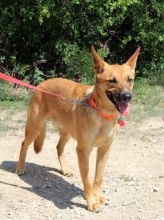 Gunner, a black and tan german shepherd