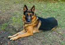 Hanz, a black and red german shepherd