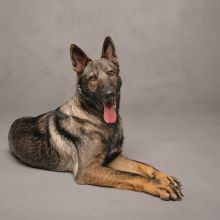 Havoc, a sable german shepherd