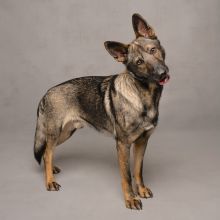 Havoc, a sable german shepherd