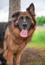 Indy, a long coated black and red german shepherd