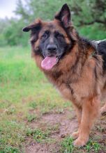 Indy, a long coated black and red german shepherd