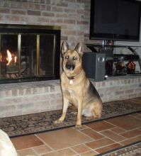 Jack, a black and tan german shepherd