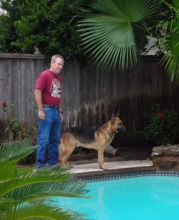 Jack, a black and tan german shepherd by the pool