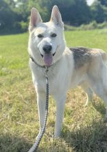 Jacob, a white and tan german shepherd mix