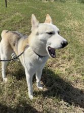 Jacob, a white and tan german shepherd mix