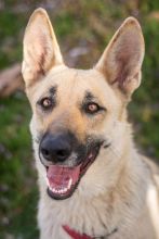 Jazz, a black and tan german shepherd