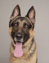 Jerry, a black and tan german shepherd