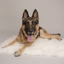 Jerry, a black and tan german shepherd