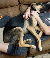 Black and Tan German Shepherd mix cuddling human