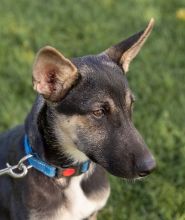 June, a cute black, tan and white german shepherd puppy