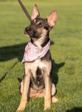 June, a cute black, tan and white german shepherd puppy