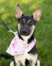 June, a cute black, tan and white german shepherd puppy