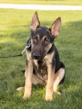 June, a cute black, tan and white german shepherd puppy