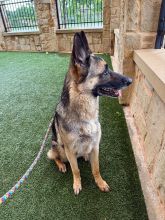 Tan and Black German Shepherd sitting looking towards the right