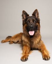 Kilo, a black and tan german shepherd